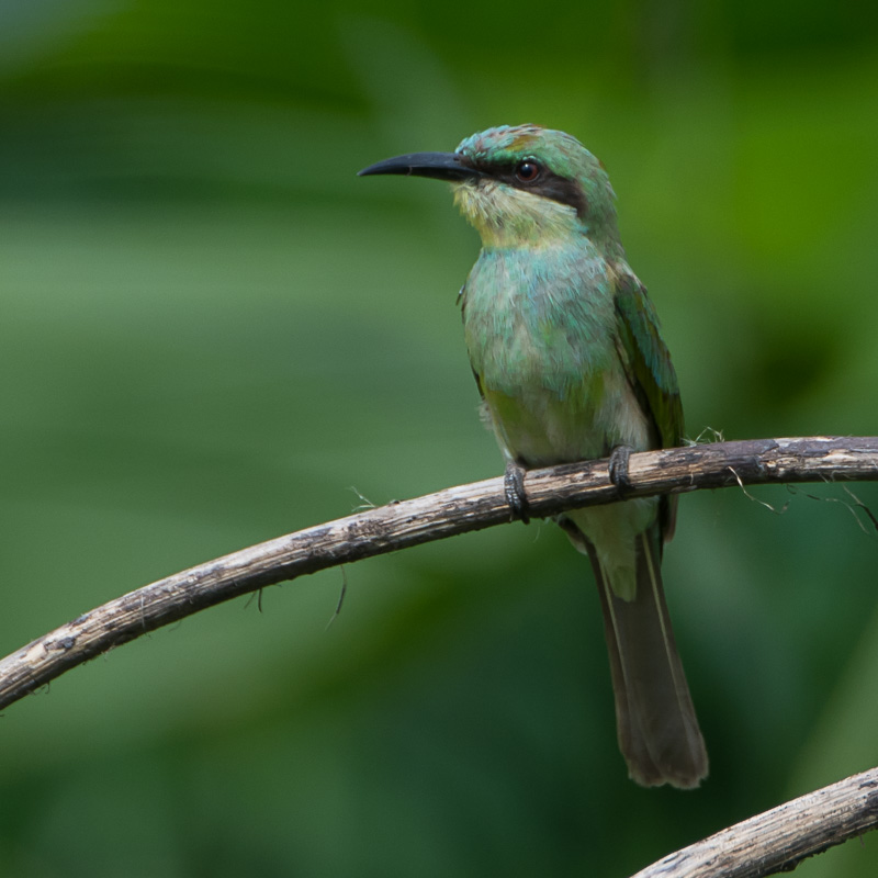 Blauwstaartbijeneter (Merops philippinus)